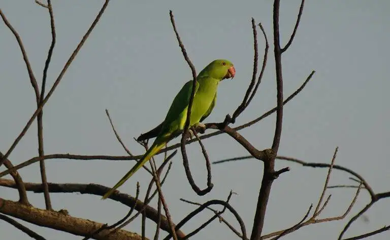 Exploring the Influence of Social Welfare Policies on Voter Support